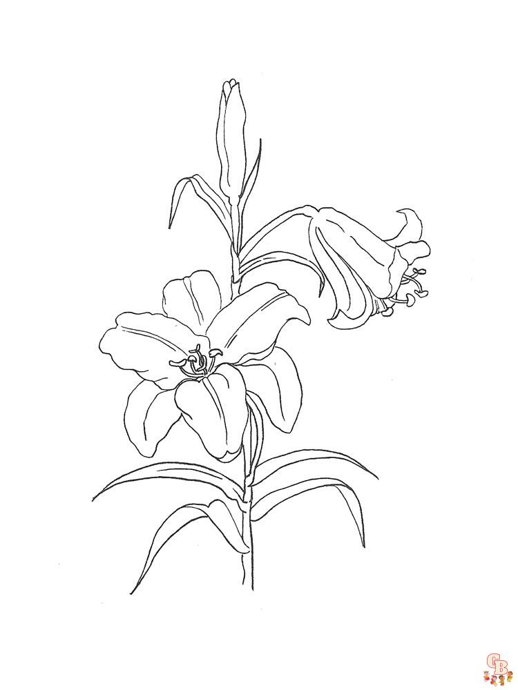 Desert Lily Coloring Pages 11