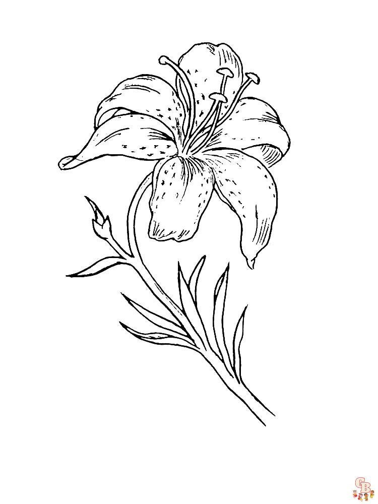 Desert Lily Coloring Pages 12