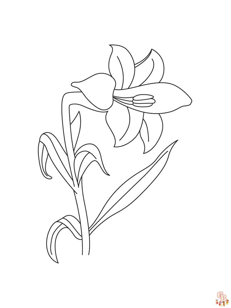 Desert Lily Coloring Pages 13