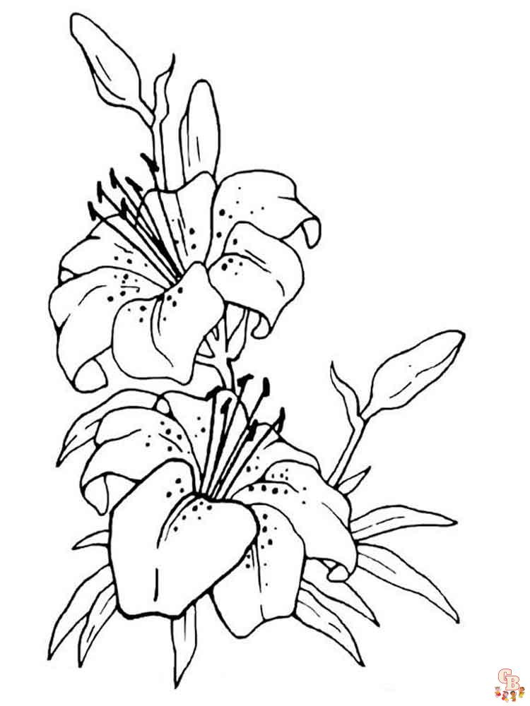 Desert Lily Coloring Pages 16