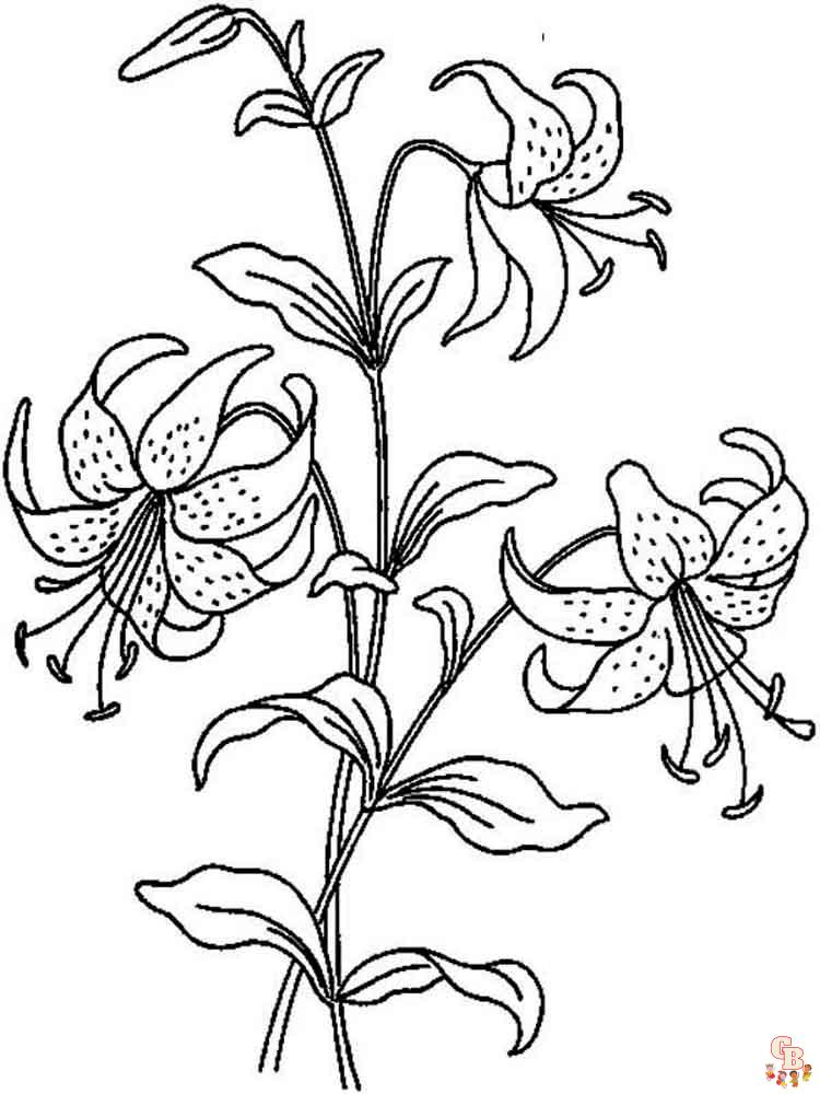 Desert Lily Coloring Pages 17