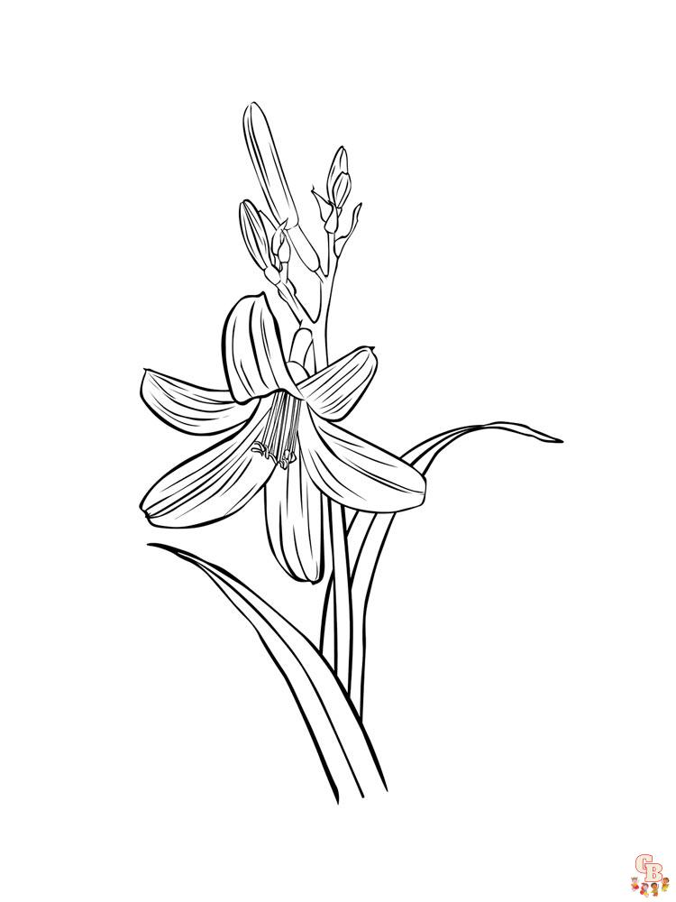 Desert Lily Coloring Pages 3