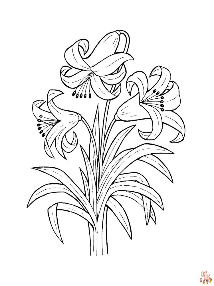 Desert Lily Coloring Pages 4