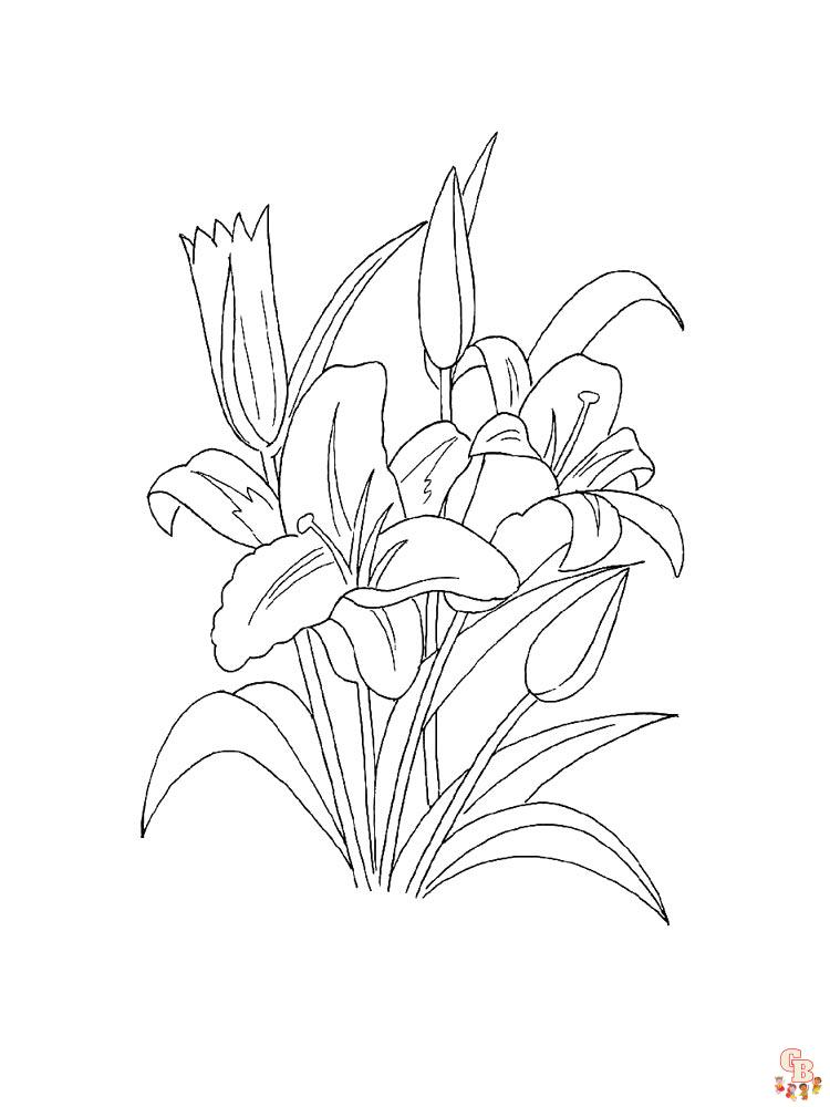 Desert Lily Coloring Pages 5