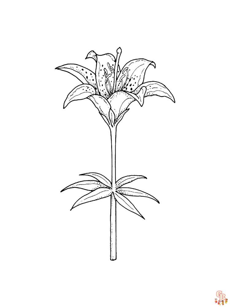 Desert Lily Coloring Pages 7