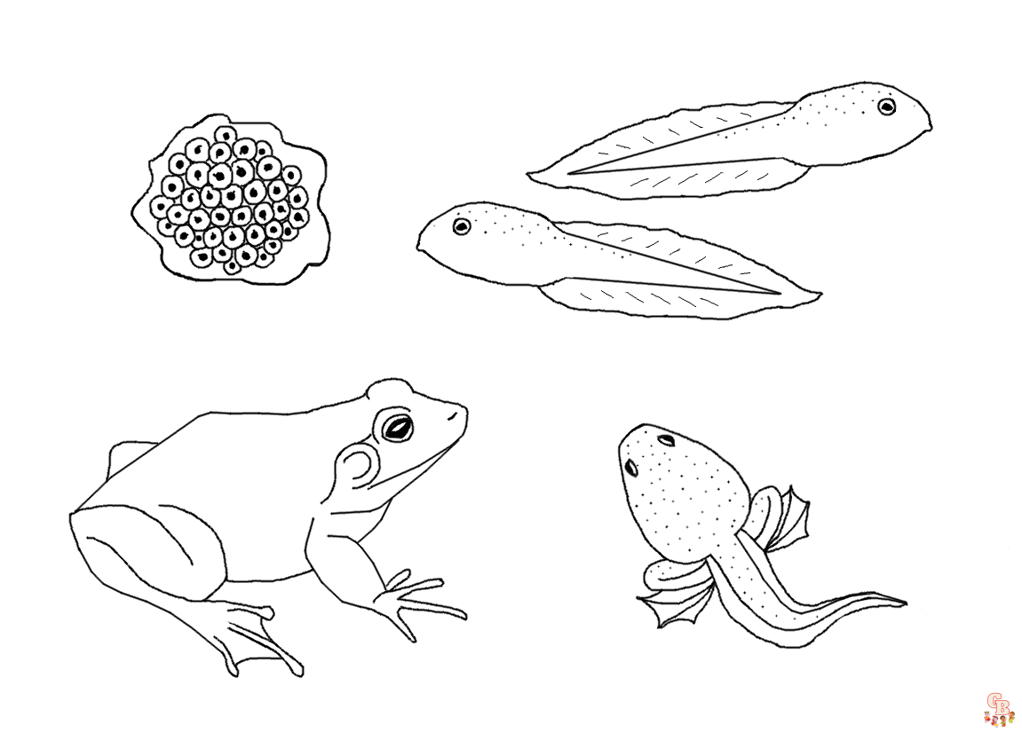 Frog Life Cycle Coloring Pages: Printable, Free, and Easy for Kids