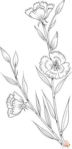 Godetia Coloring Pages 1 1