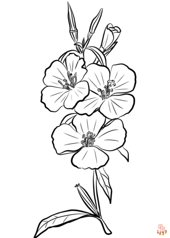 Godetia Coloring Pages 1