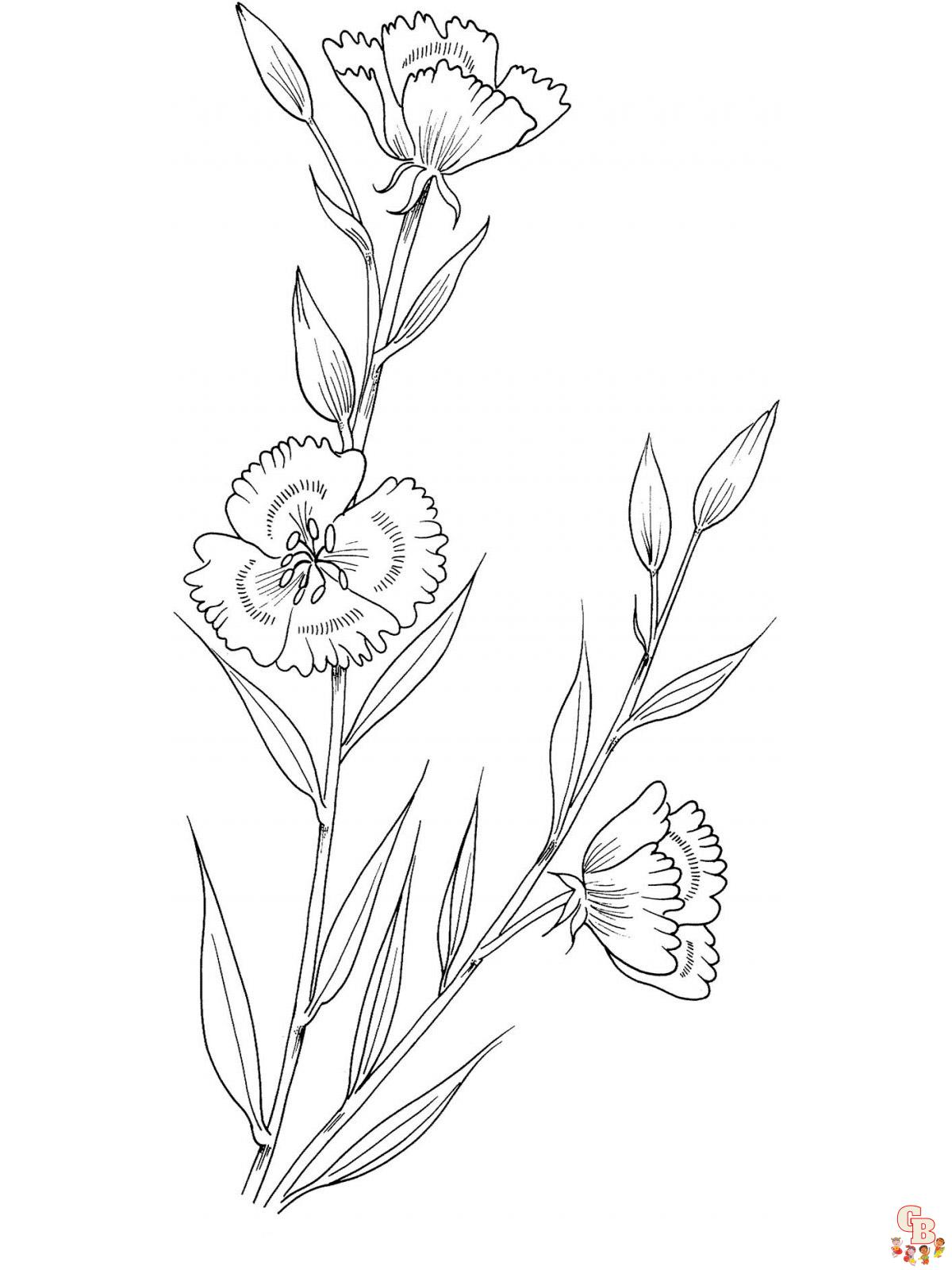 Godetia Coloring Pages 2