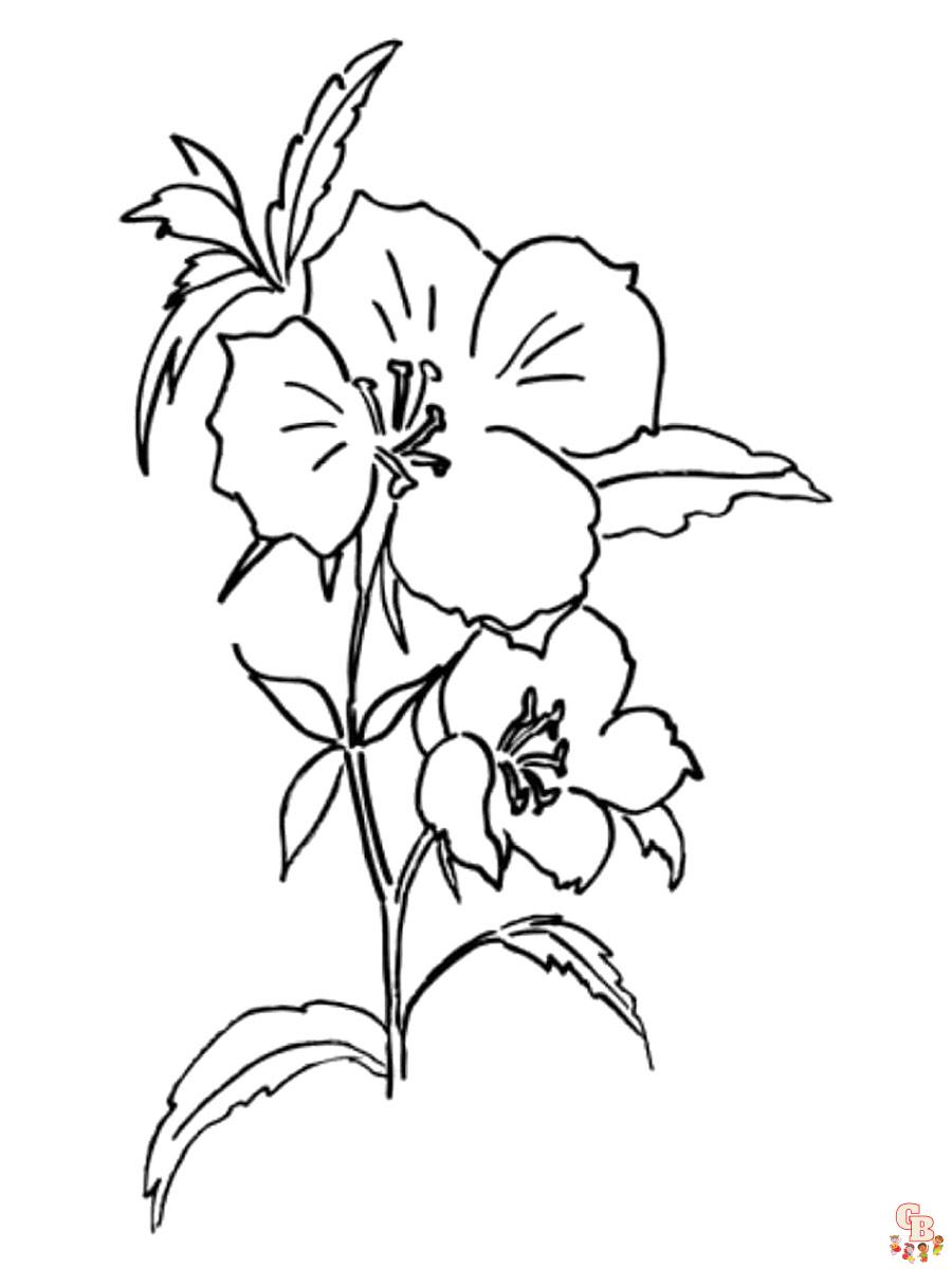 Godetia Coloring Pages 3