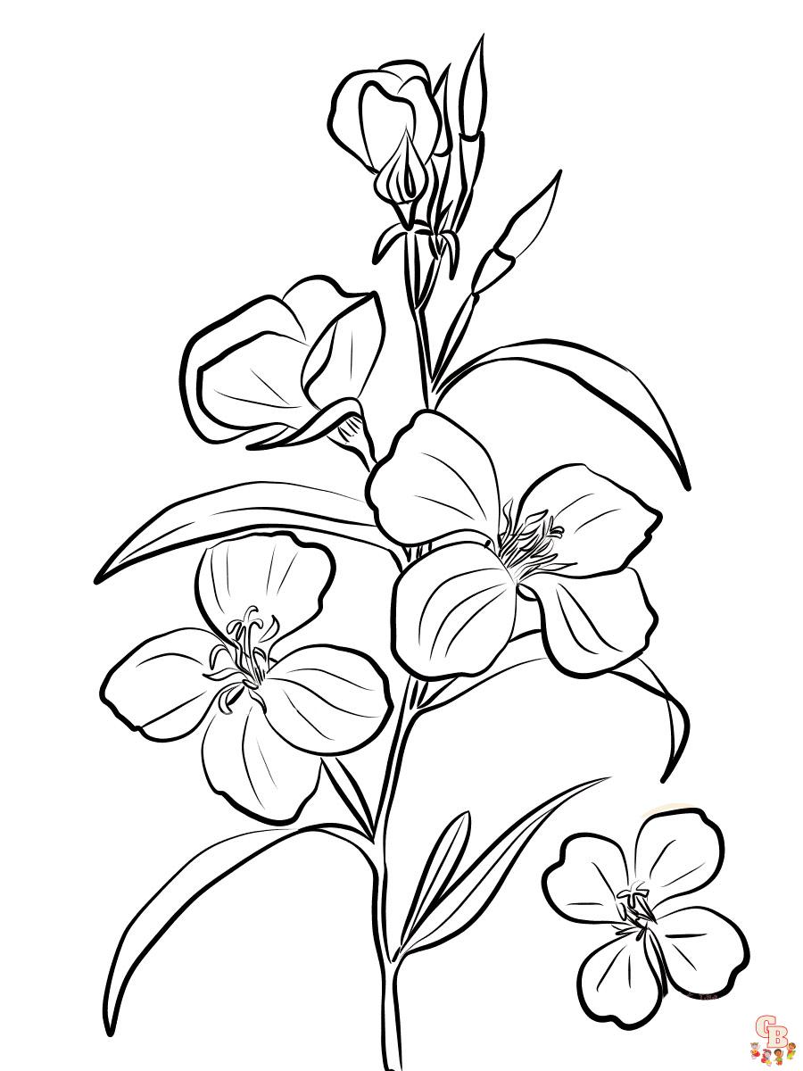 Godetia Coloring Pages 6