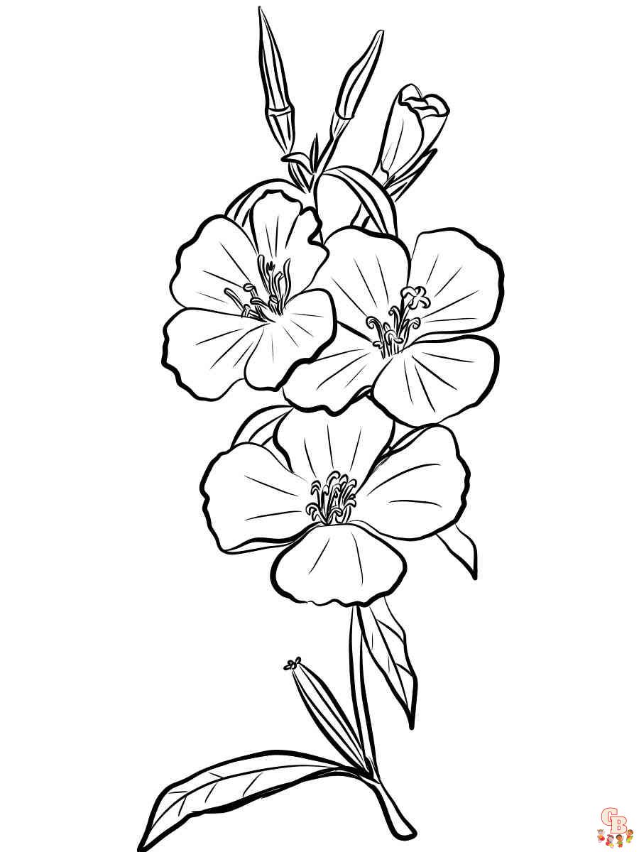 Godetia Coloring Pages 7