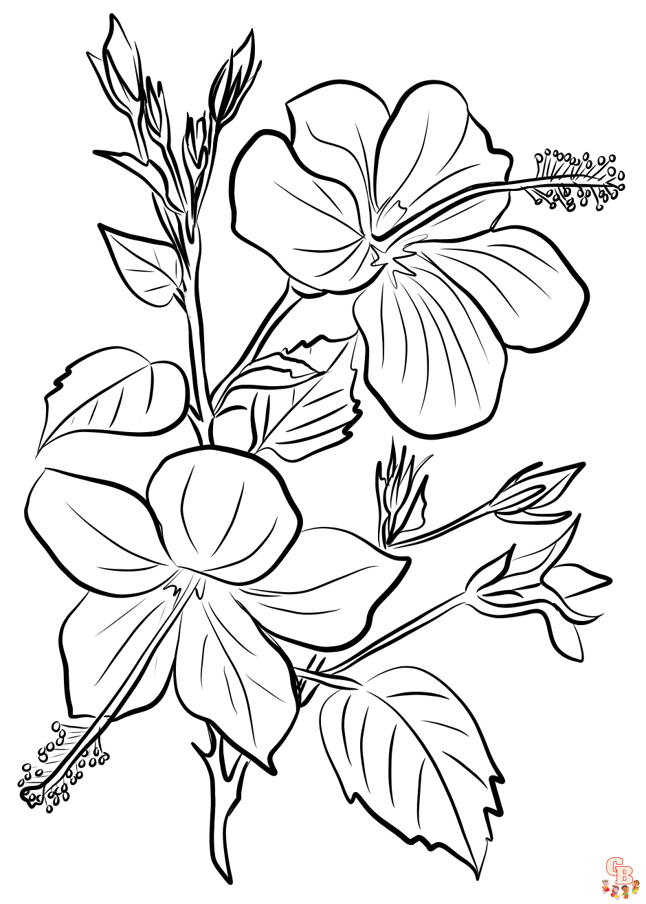 Hibiscus Coloring Pages 2
