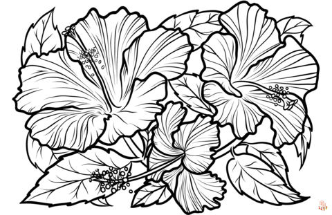 Hibiscus Coloring Pages 3