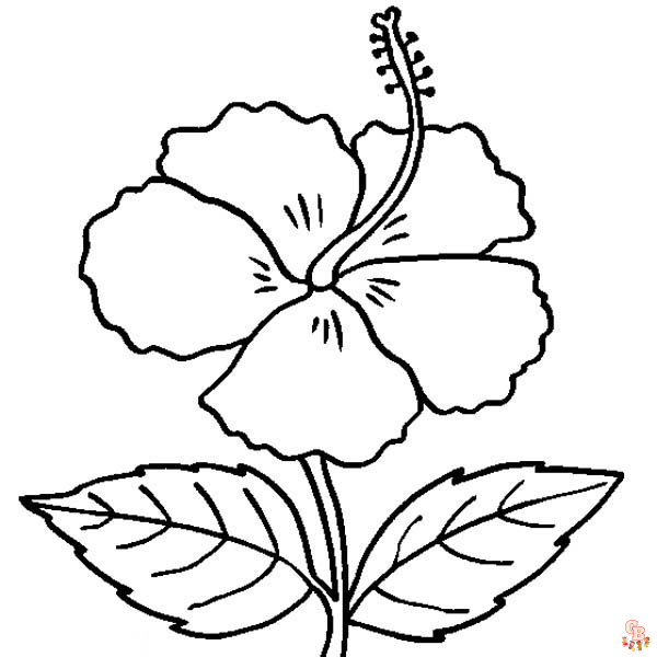 Hibiscus Coloring Pages 4