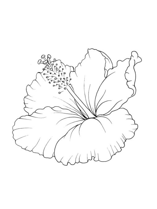 Discover the Joy of Coloring with Hibiscus Coloring Pages