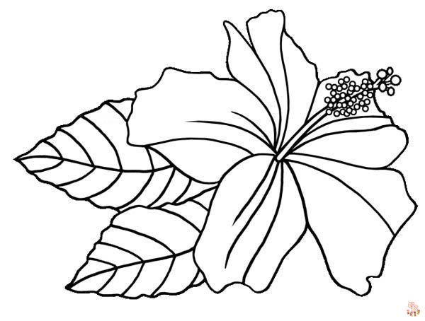 Hibiscus Coloring Pages 8