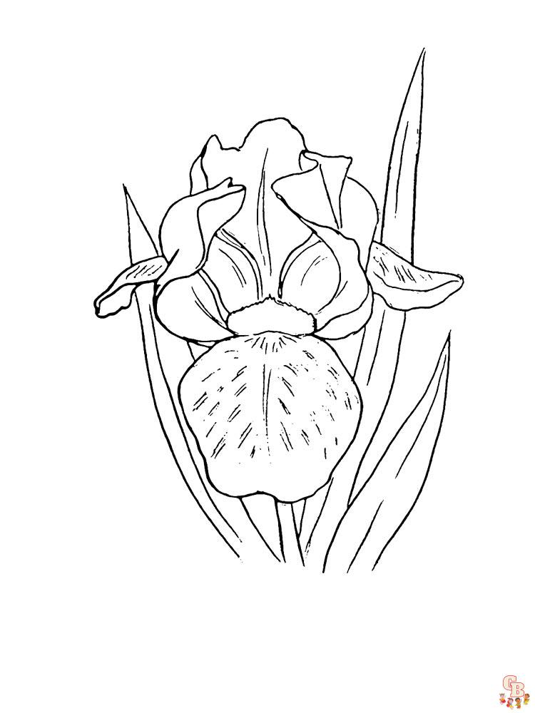 Iris Coloring Pages 18