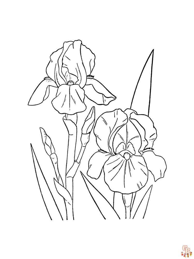 Iris Coloring Pages 24