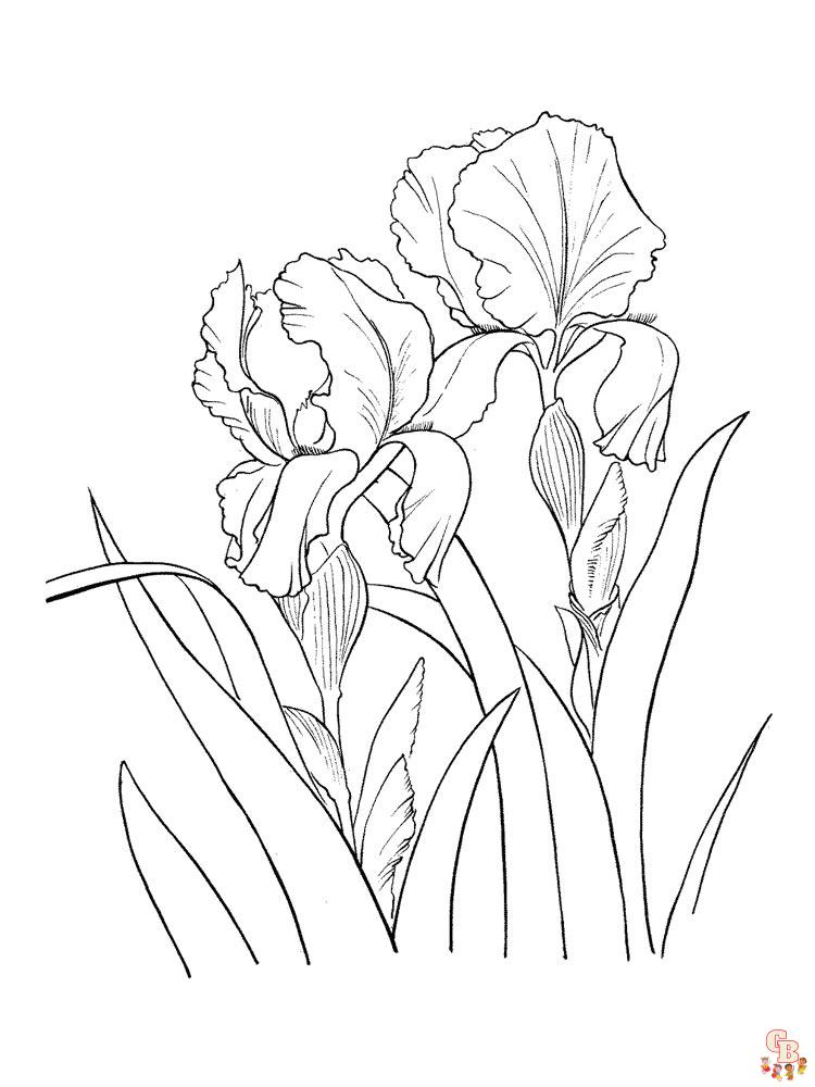 Iris Coloring Pages 25