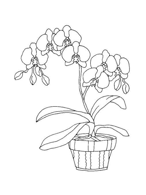 Explore the World of Orchids with Free Printable Coloring Pages