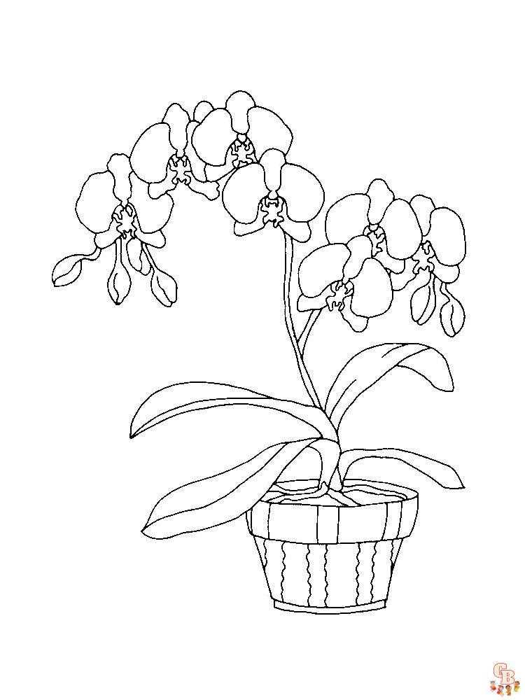 Orchids Coloring Pages
