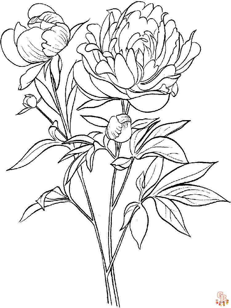 Peonies Coloring Pages 11