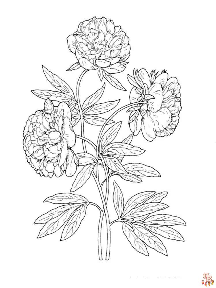 Peonies Coloring Pages 16