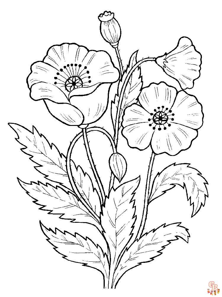 Poppies Coloring Pages 1