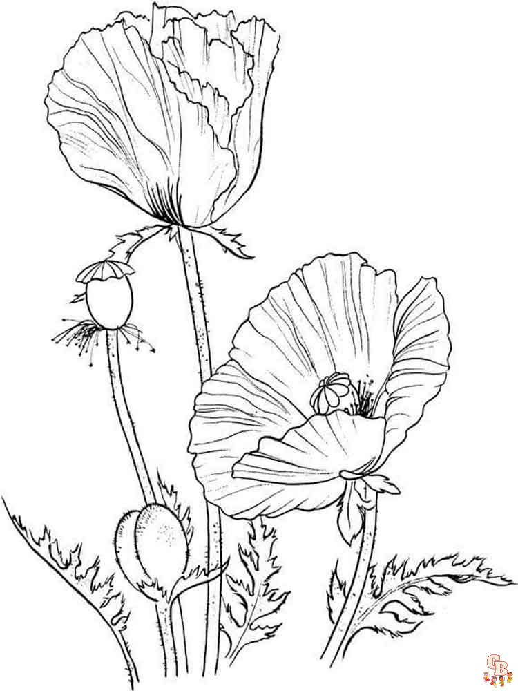 Poppies Coloring Pages 11
