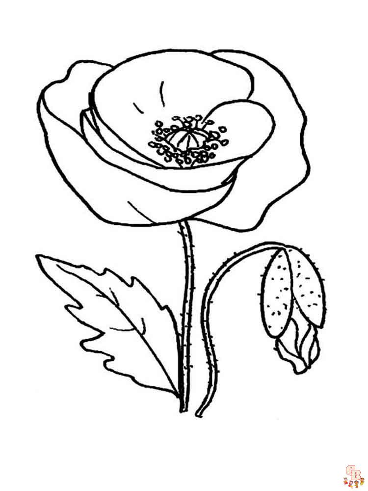 Poppies Coloring Pages 13