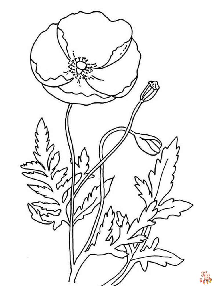 Poppies Coloring Pages 14