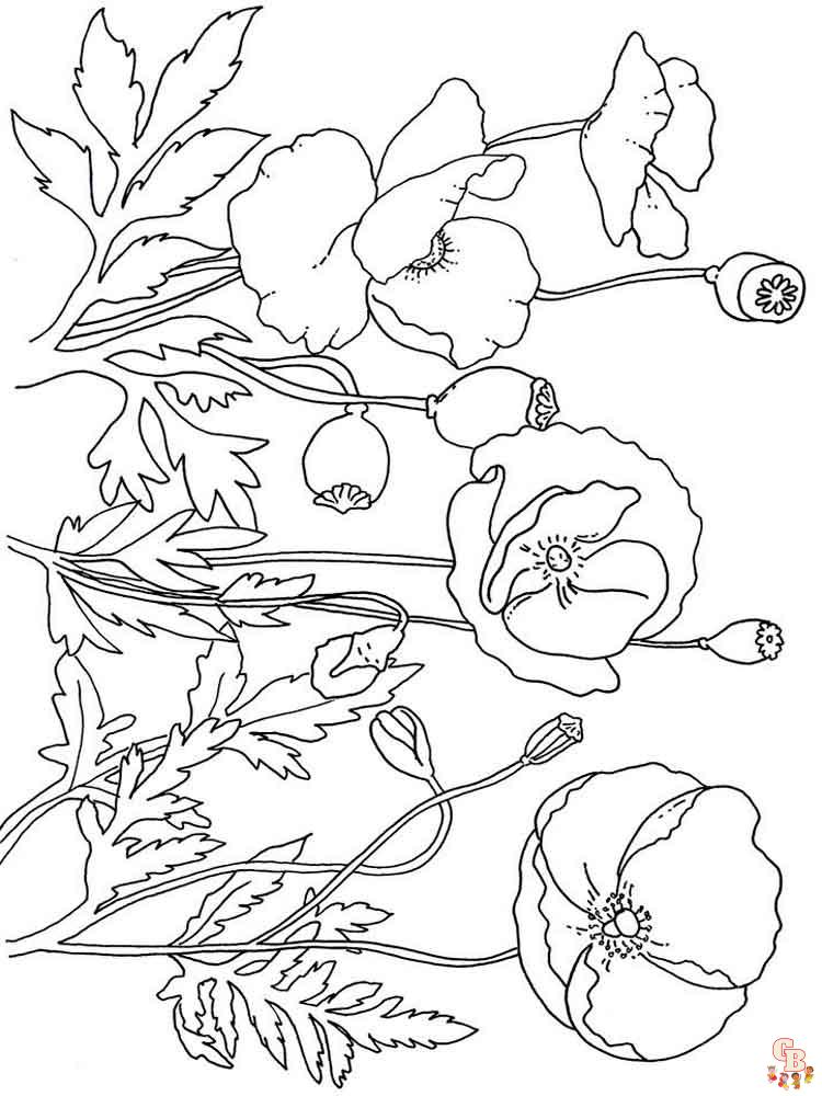 Poppies Coloring Pages 2