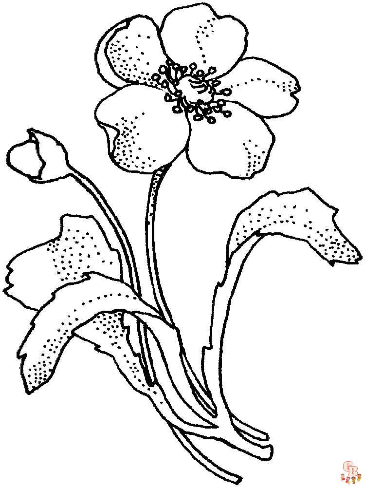 Poppies Coloring Pages 3