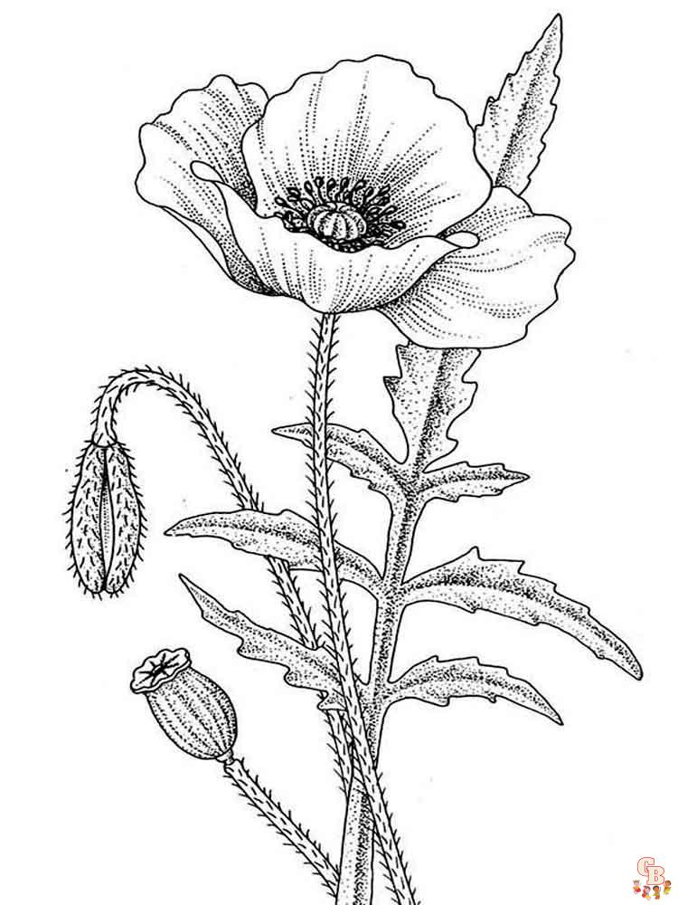 Poppies Coloring Pages 5