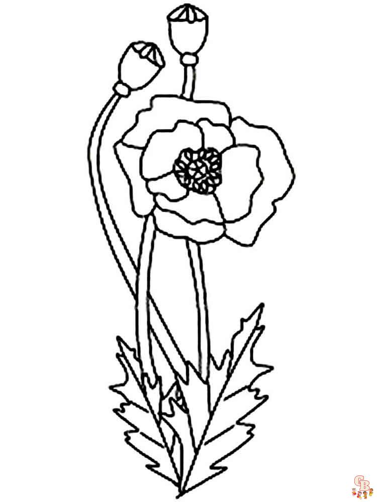 Poppies Coloring Pages 7