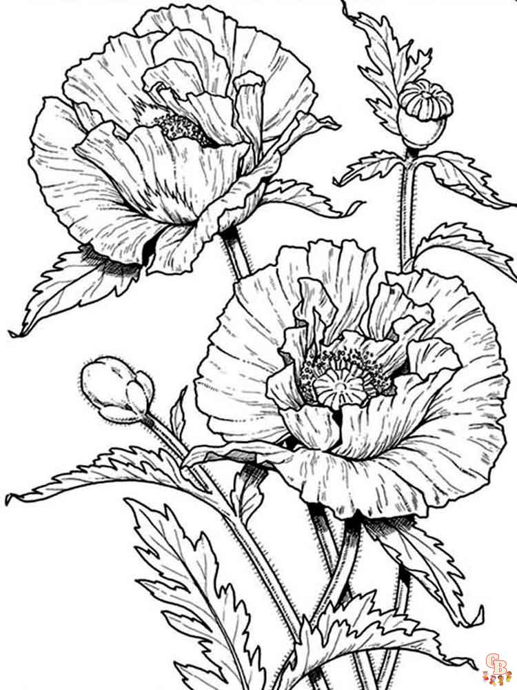 Poppies Coloring Pages 8