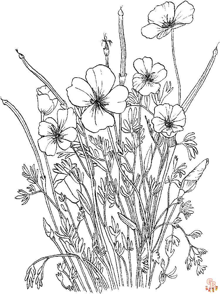 Poppies Coloring Pages 9