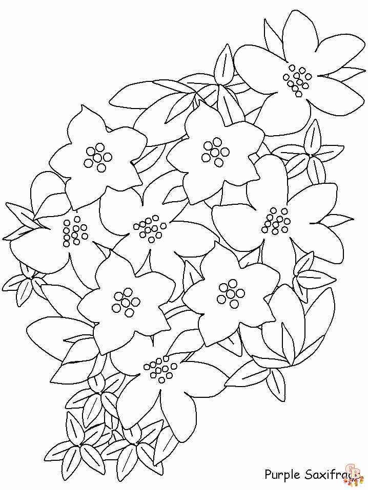 Saxifrage Coloring Pages 1
