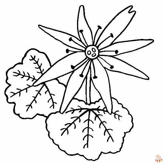 Saxifrage Coloring Pages 2