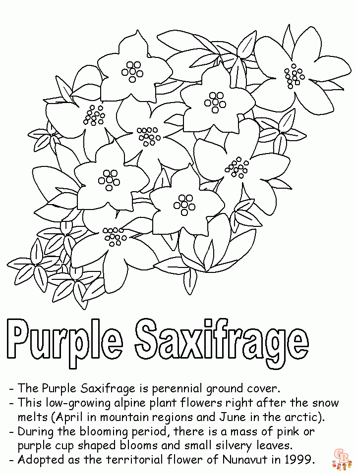 Saxifrage Coloring Pages 3