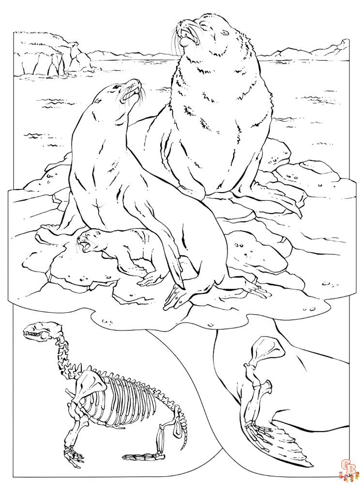 Sea Lion Coloring Pages Free 2