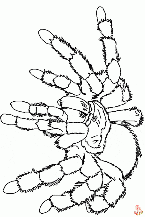 Free Tarantula Coloring Pages to Print and Color | GBcoloring