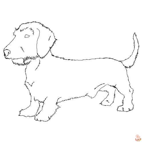 Wirehaired Dachshund Coloring Pages 1