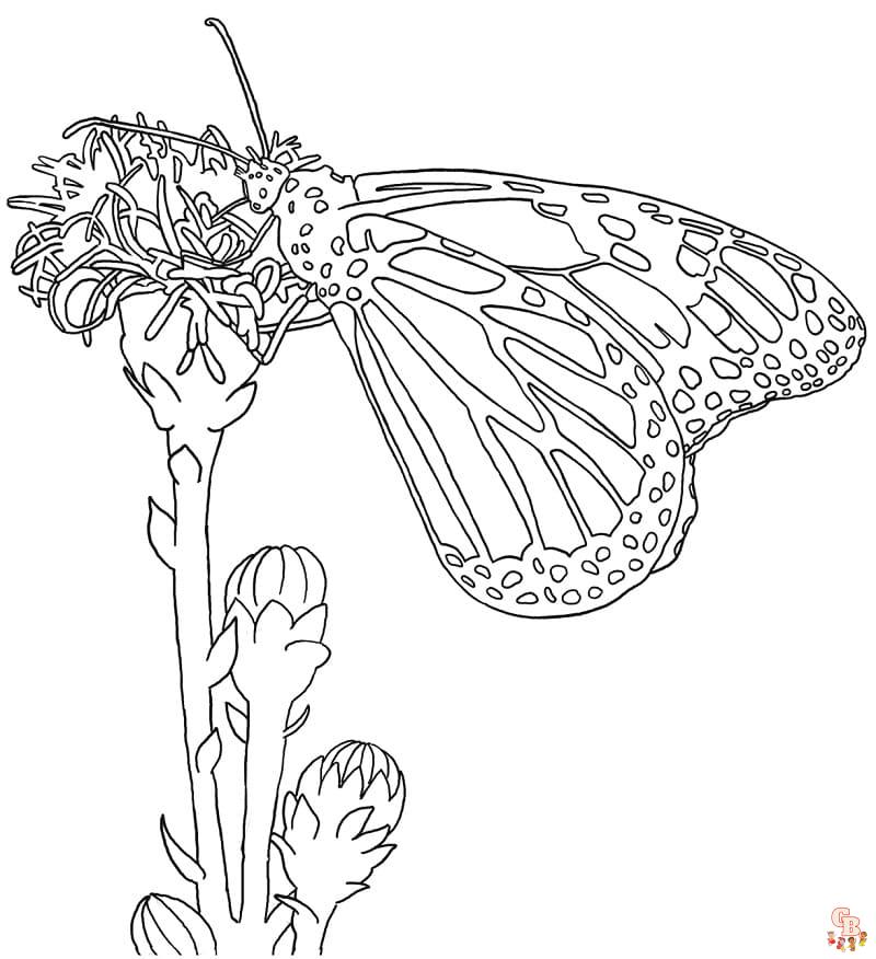 realistic insect coloring pages