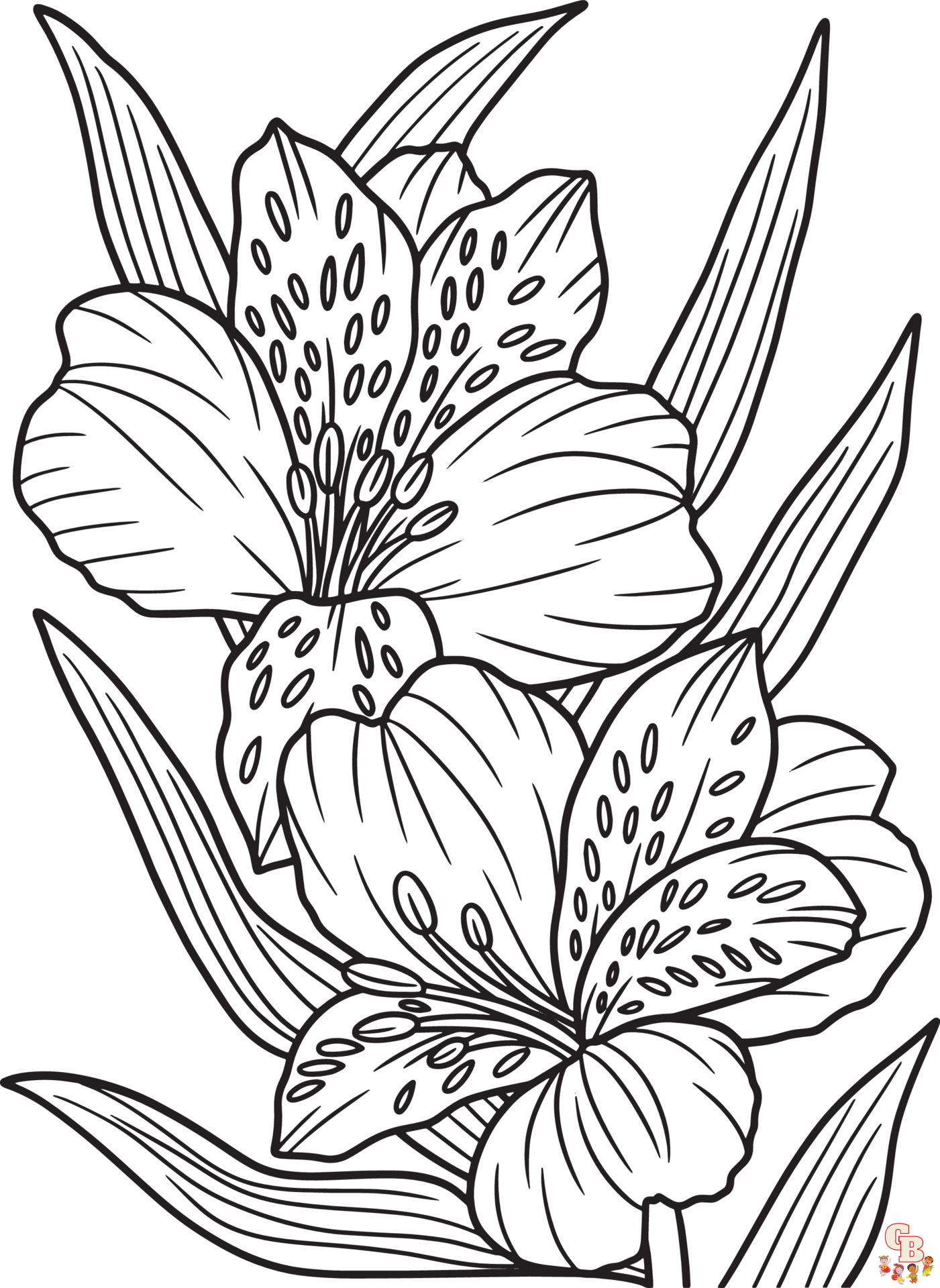 Alstroemeria Coloring Pages 1
