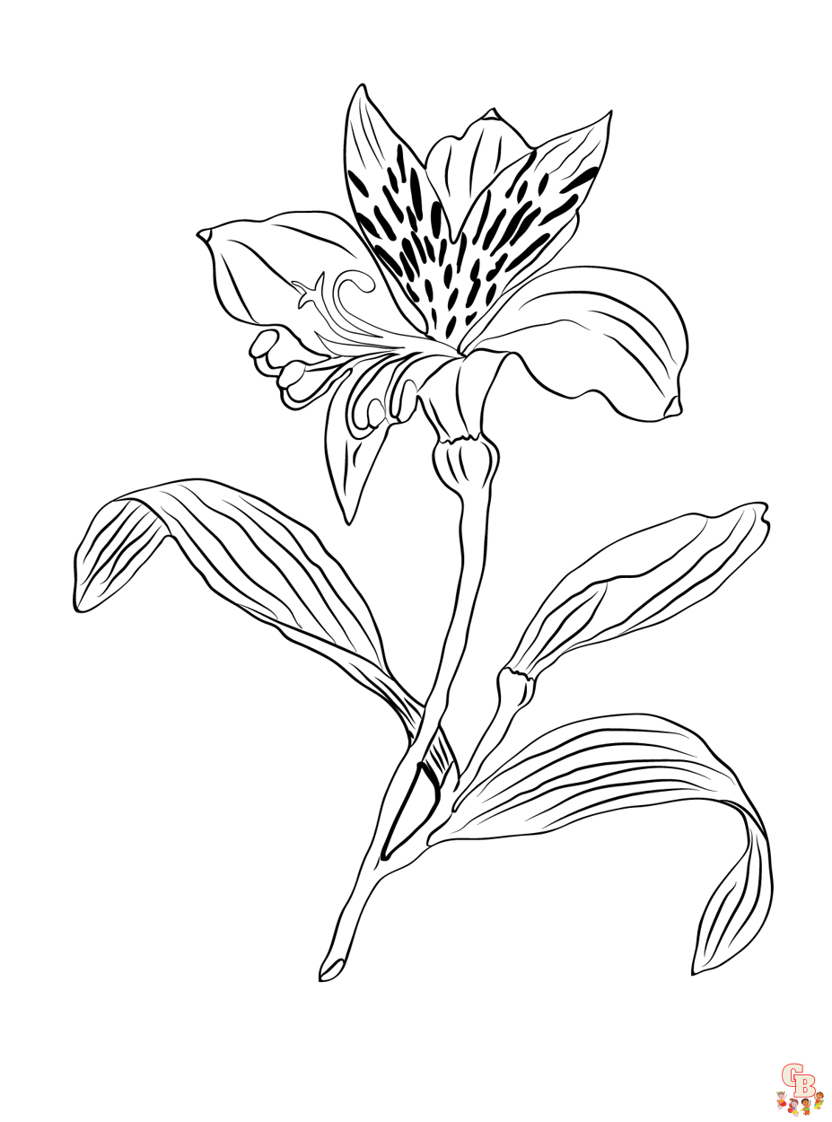 Alstroemeria Coloring Pages 2