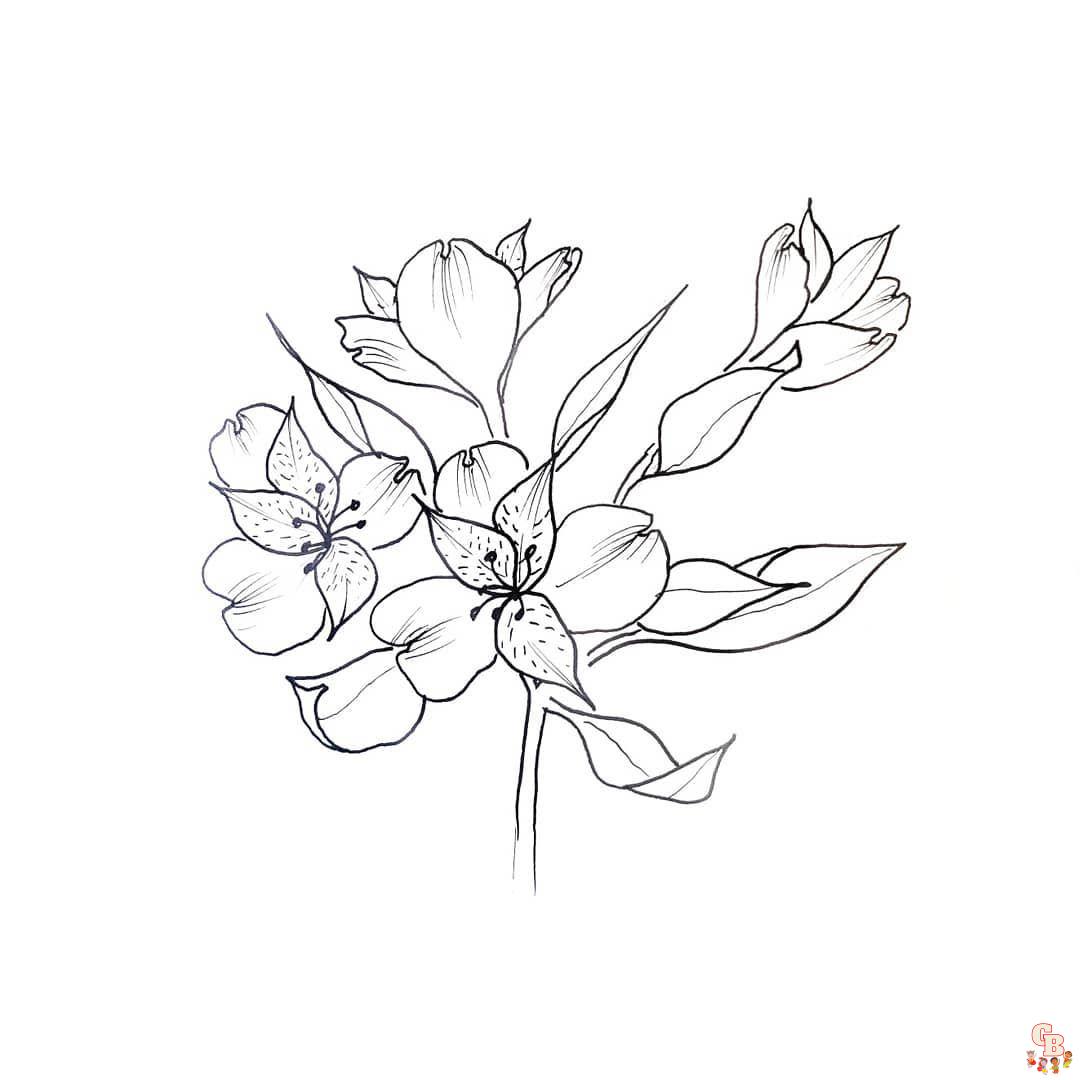 Alstroemeria Coloring Pages 3