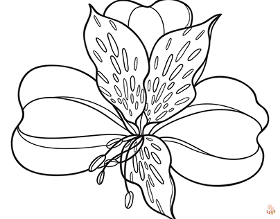 Alstroemeria Coloring Pages 4