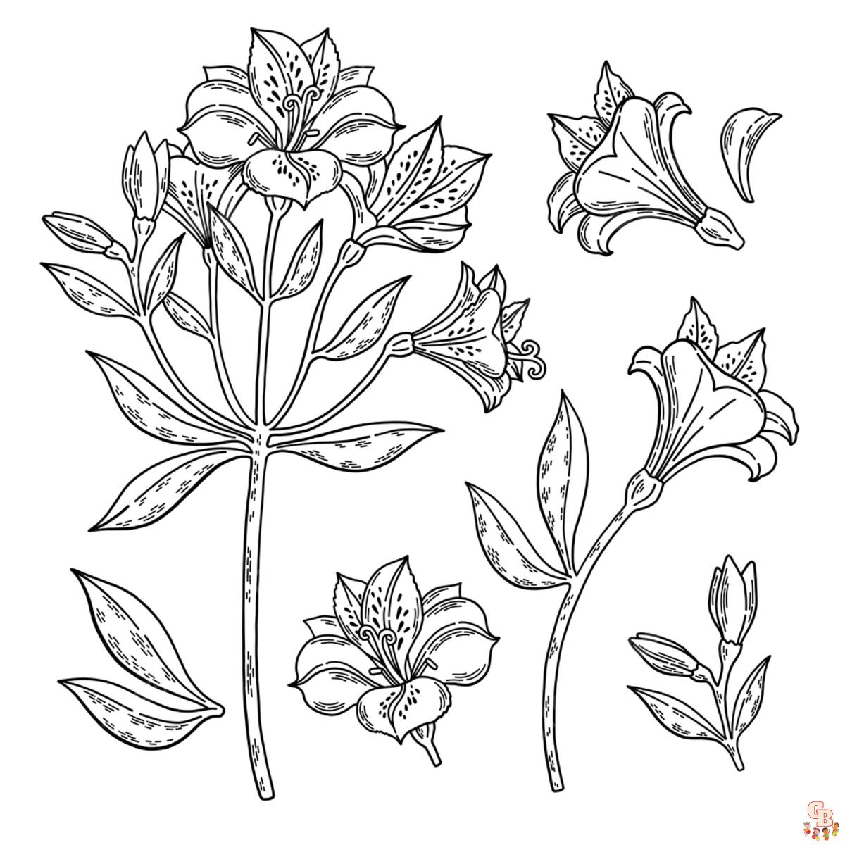 Alstroemeria Coloring Pages 5